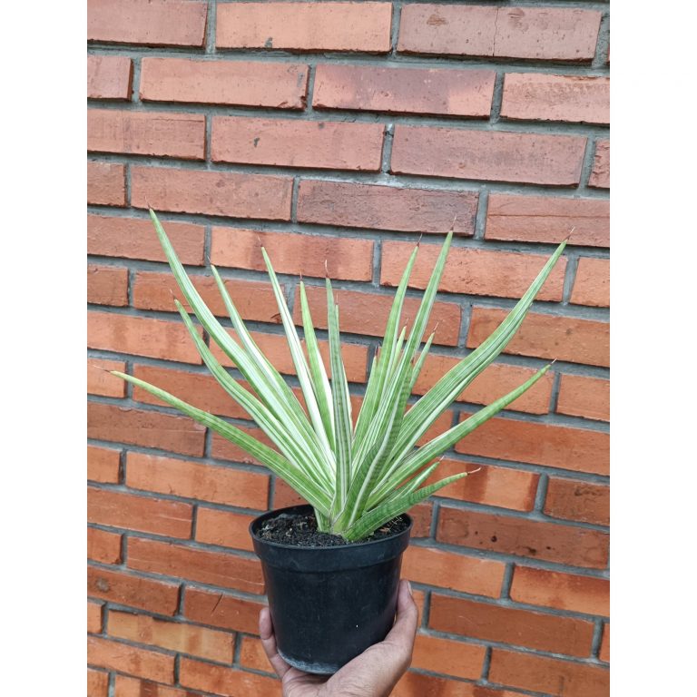 2358. Sansevieria Royal Crown size 40 cm