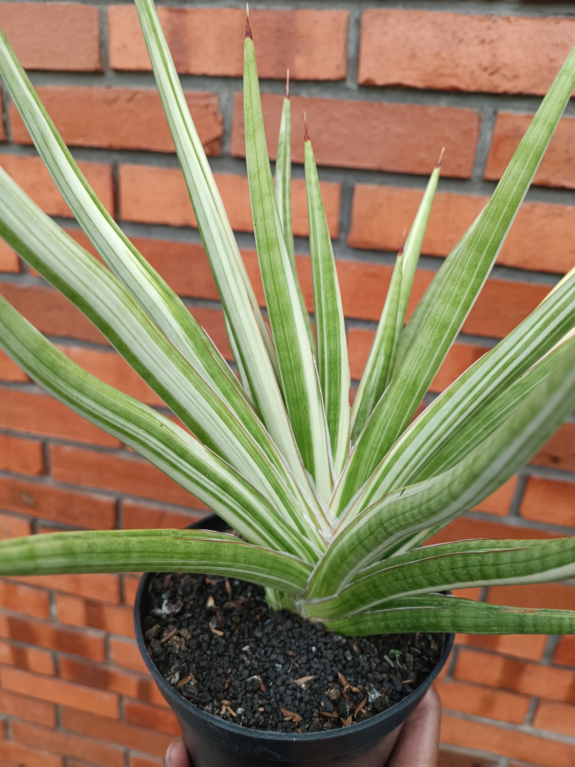 2358. Sansevieria Royal Crown size 40 cm - Image 5