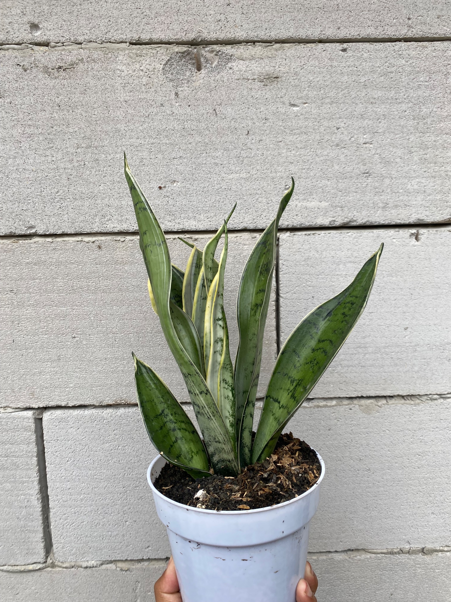 2357. Sansevieria Silver Twist - Image 2