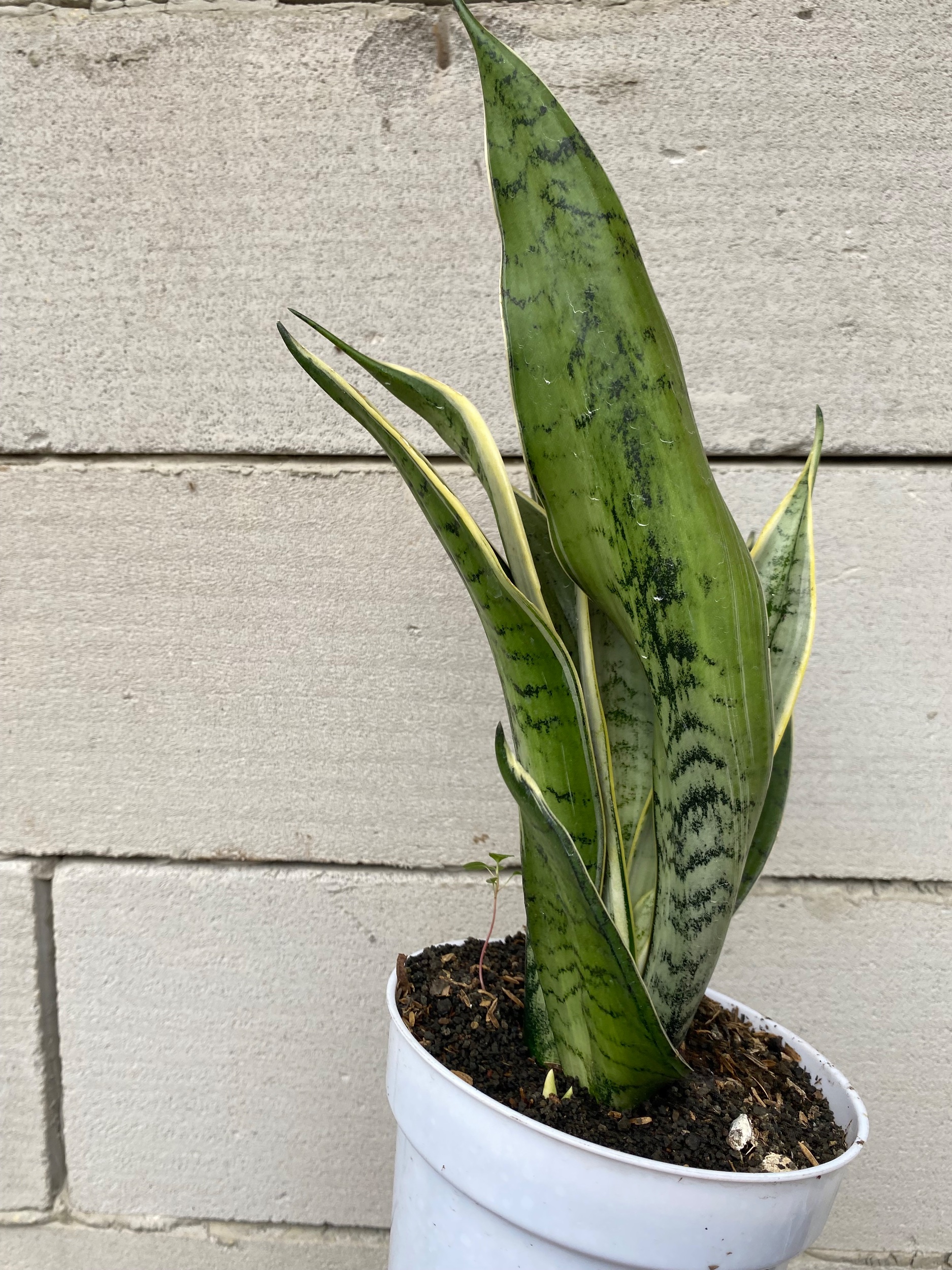 2357. Sansevieria Silver Twist - Image 3