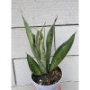2357. Sansevieria Silver Twist