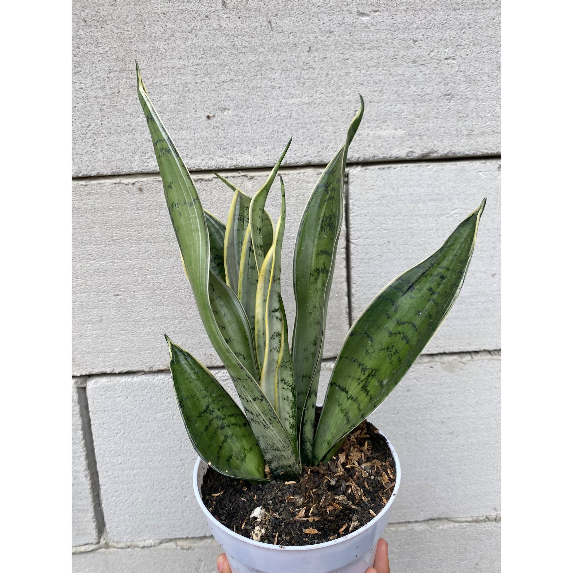 2357. Sansevieria Silver Twist