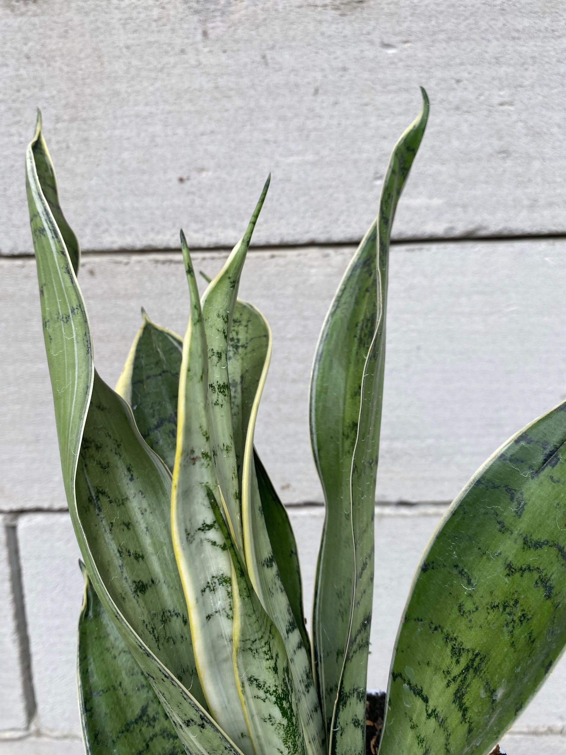 2357. Sansevieria Silver Twist - Image 4
