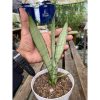 2343. Sansevieria Silver Twist Mutation
