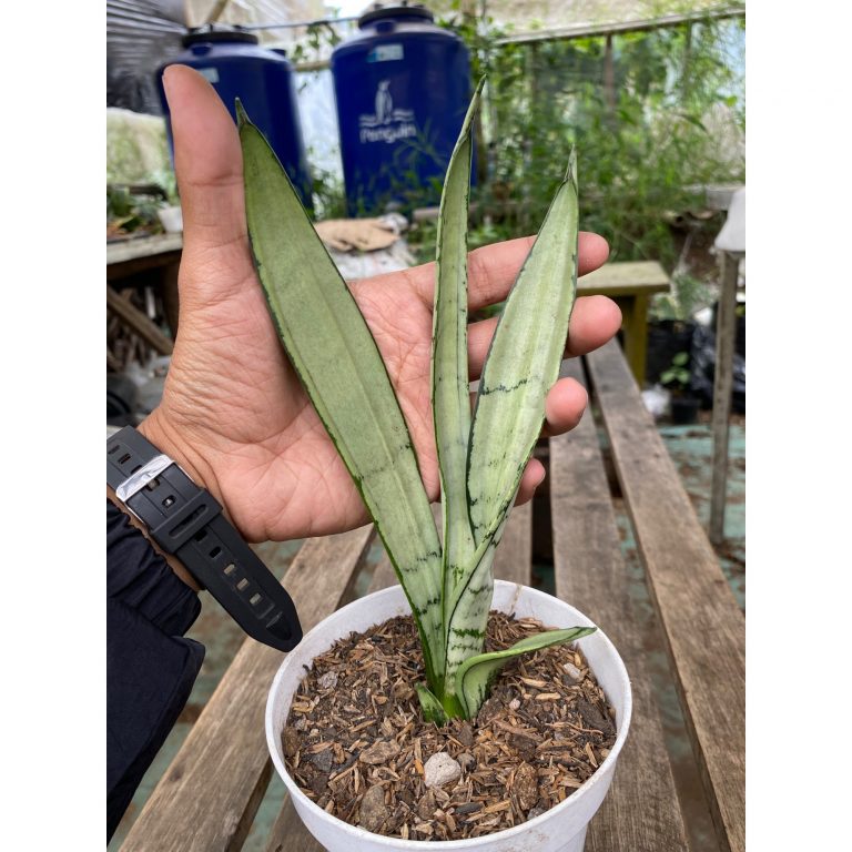 2343. Sansevieria Silver Twist Mutation