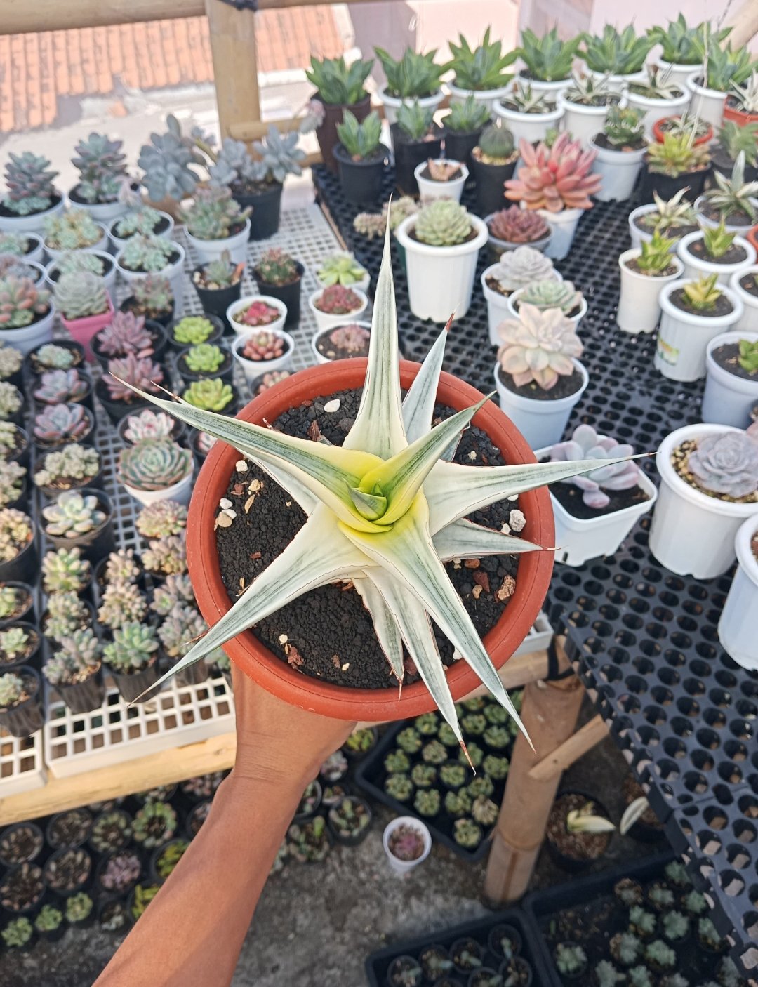 2367. Sansevieria Snow White size 21 cm - Image 2