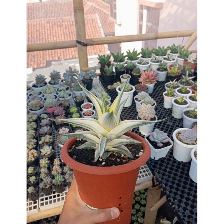 2367. Sansevieria Snow White size 21 cm