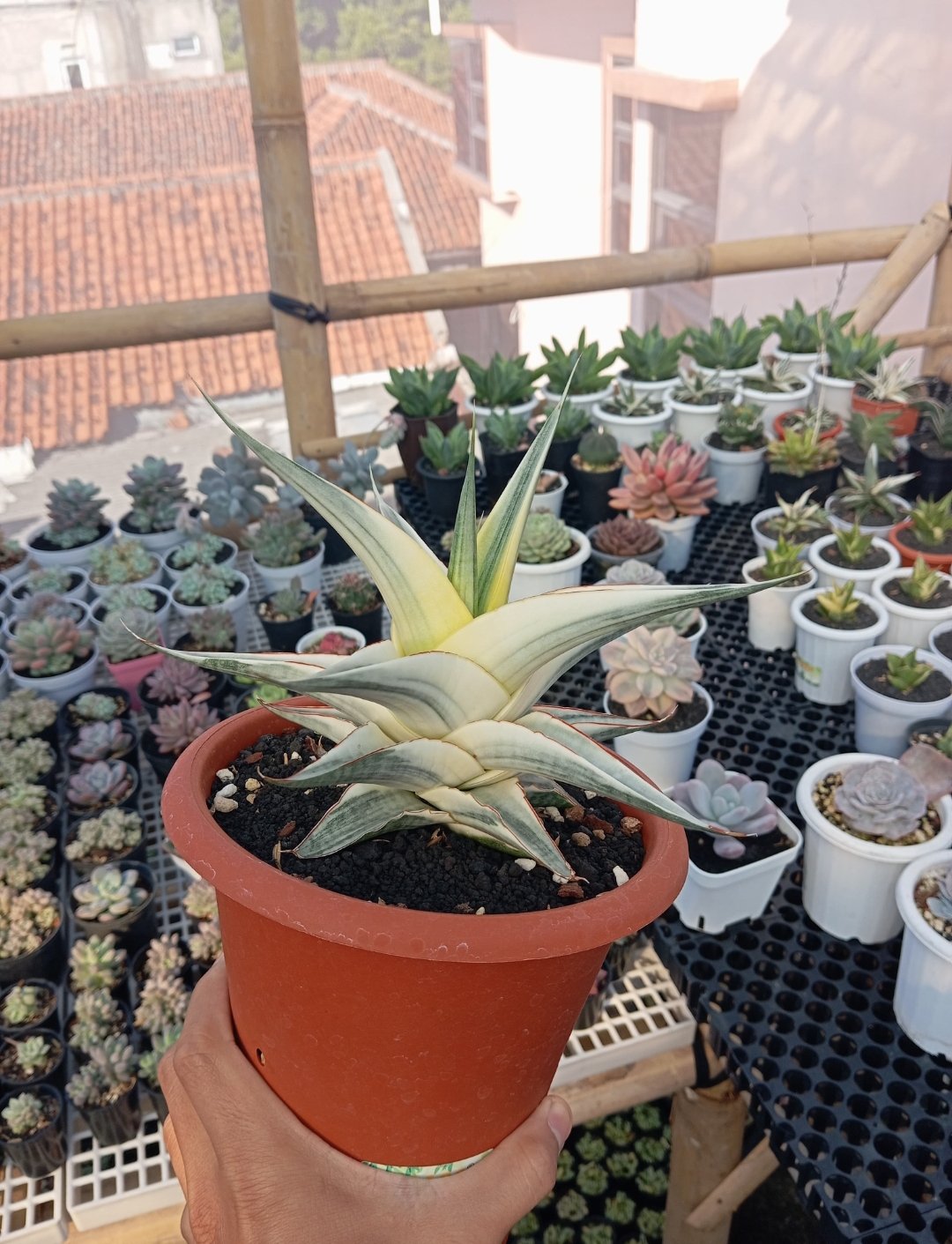 2367. Sansevieria Snow White size 21 cm - Image 3