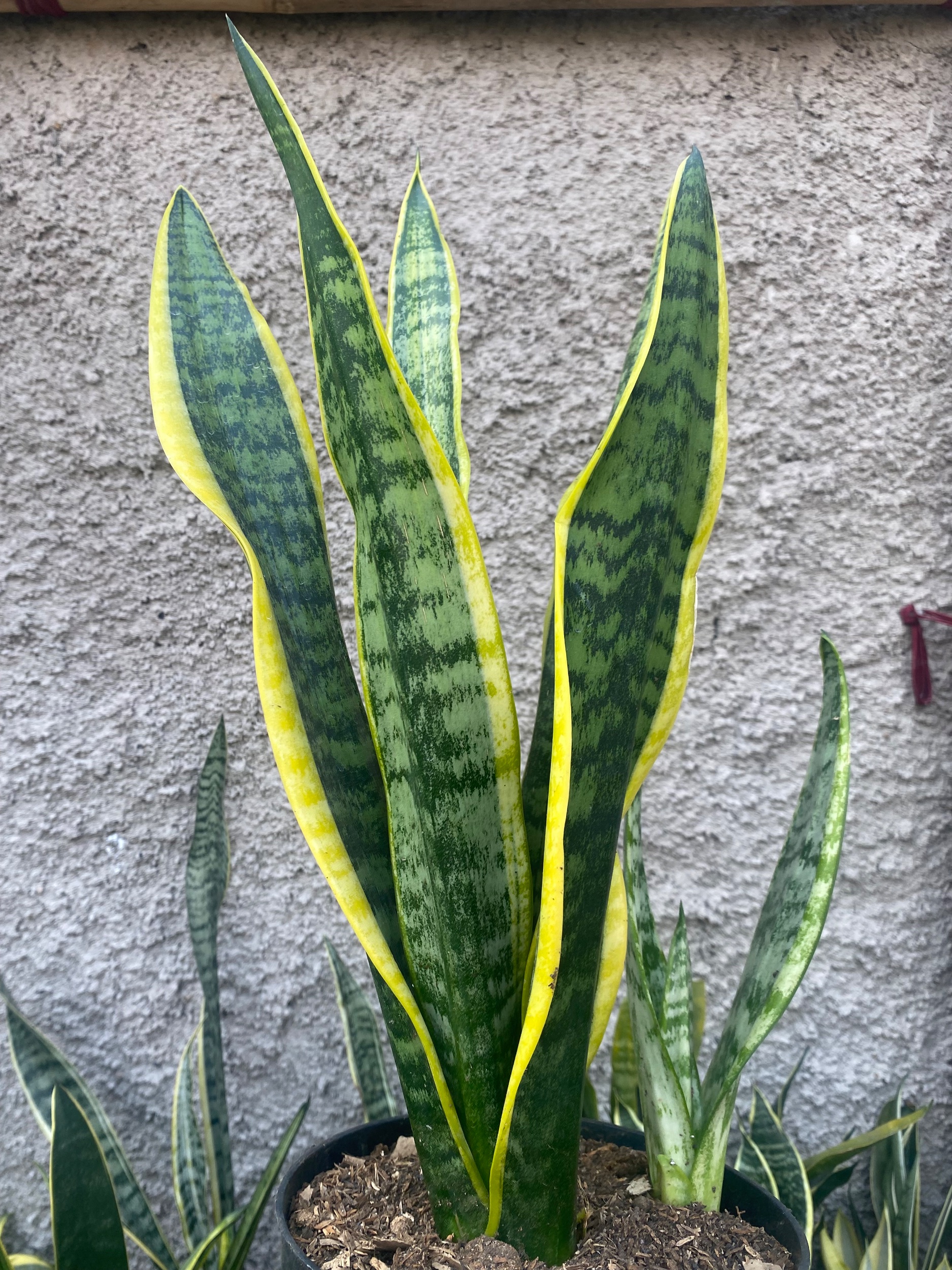 2424. Sansevieria Tiger Vein Twister Mutation - Image 2