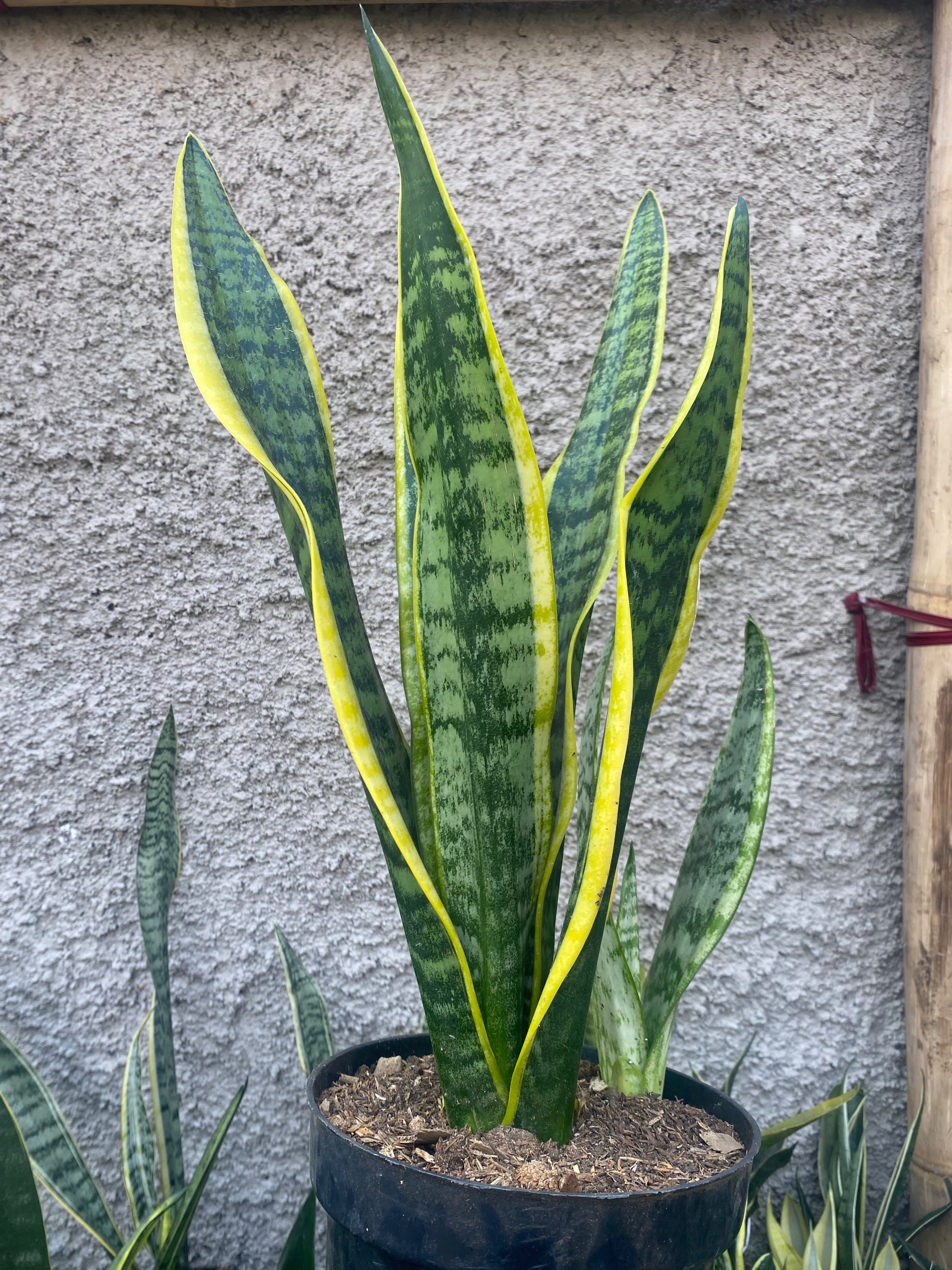2424. Sansevieria Tiger Vein Twister Mutation - Image 3