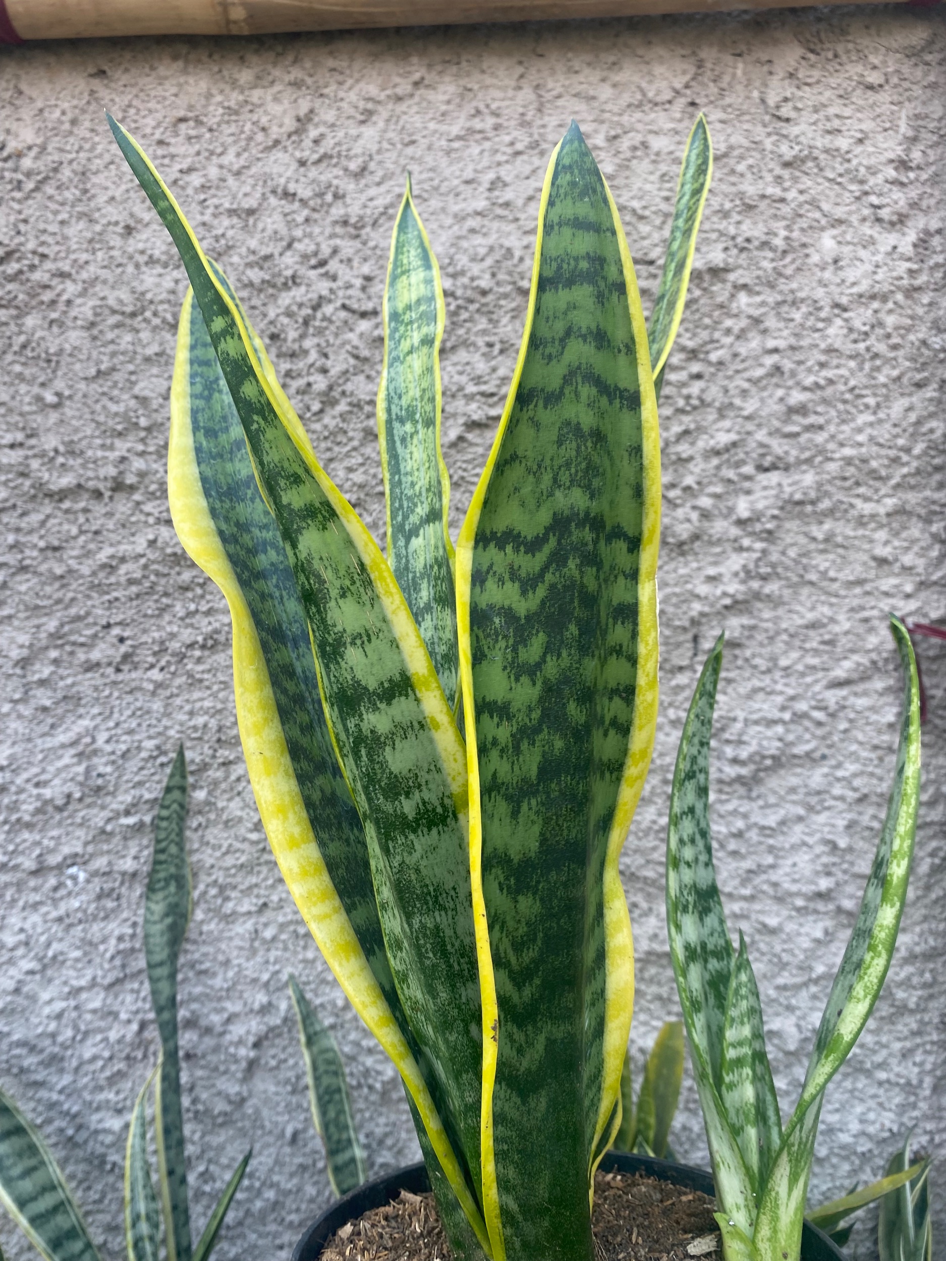 2424. Sansevieria Tiger Vein Twister Mutation - Image 4