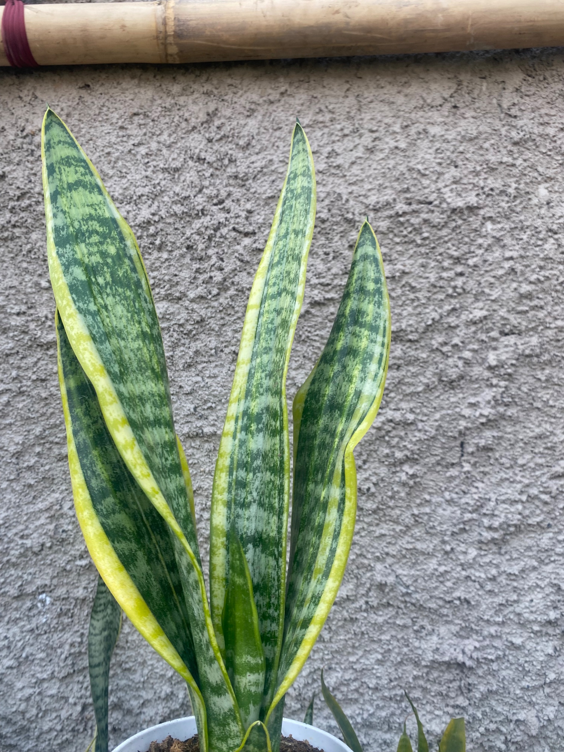 2424. Sansevieria Tiger Vein Twister Mutation - Image 5