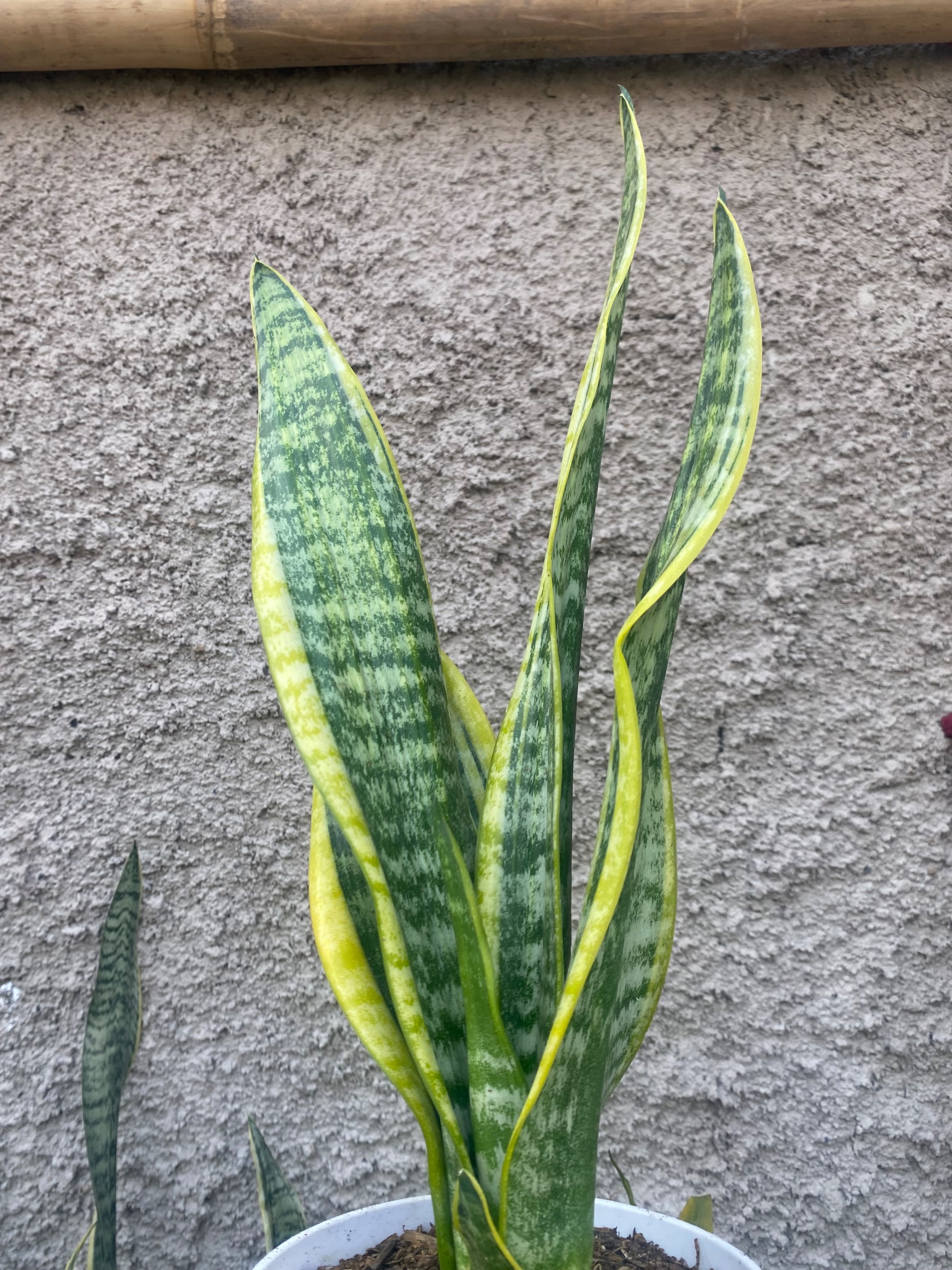 2424. Sansevieria Tiger Vein Twister Mutation - Image 6