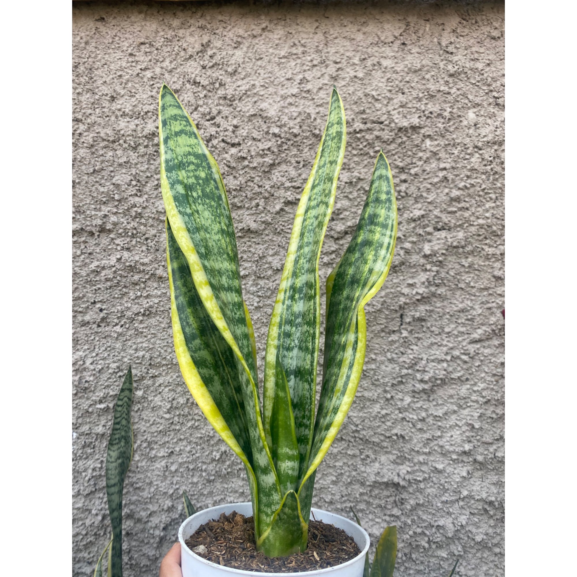2424. Sansevieria Tiger Vein Twister Mutation