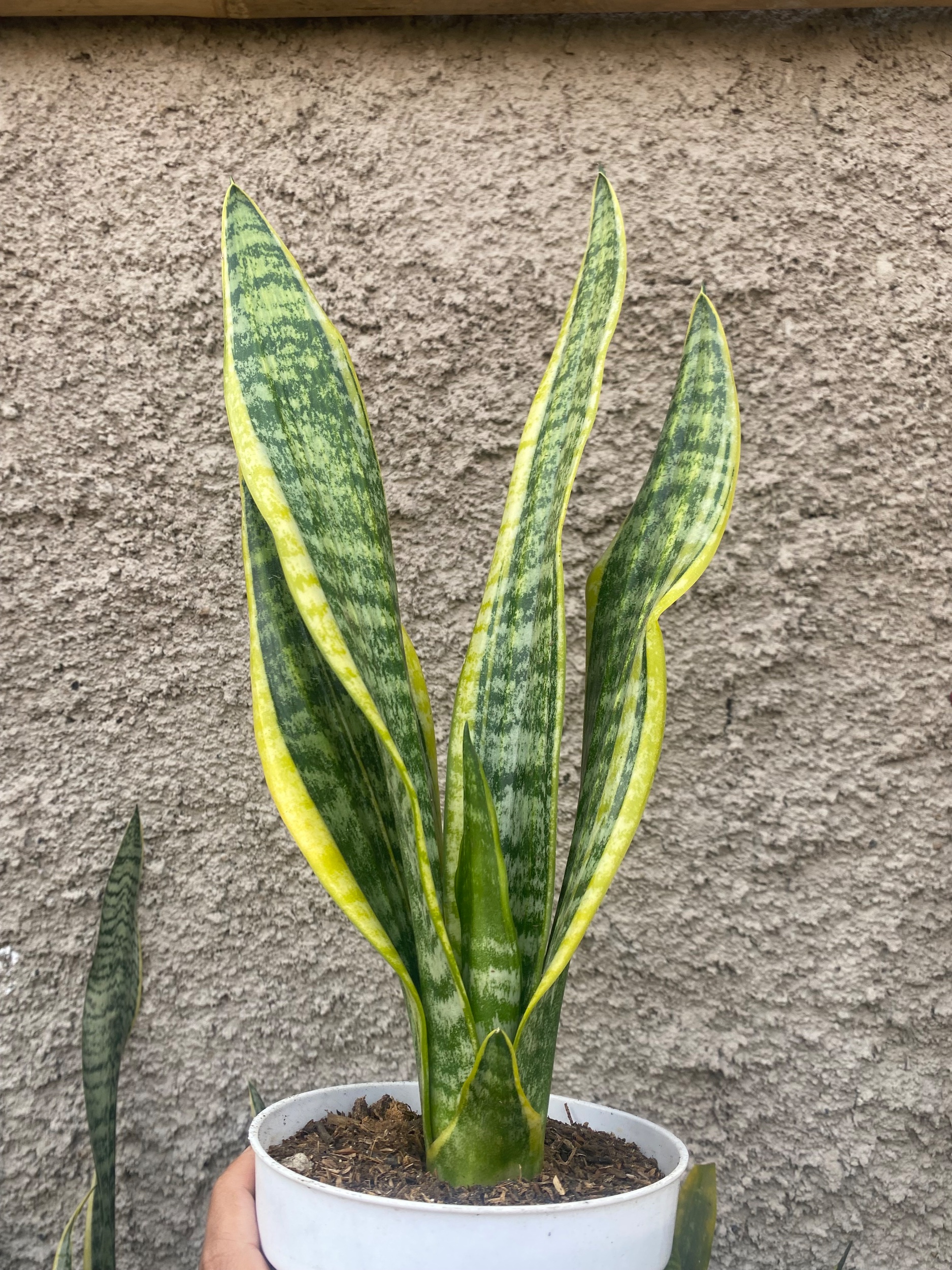 2424. Sansevieria Tiger Vein Twister Mutation - Image 7