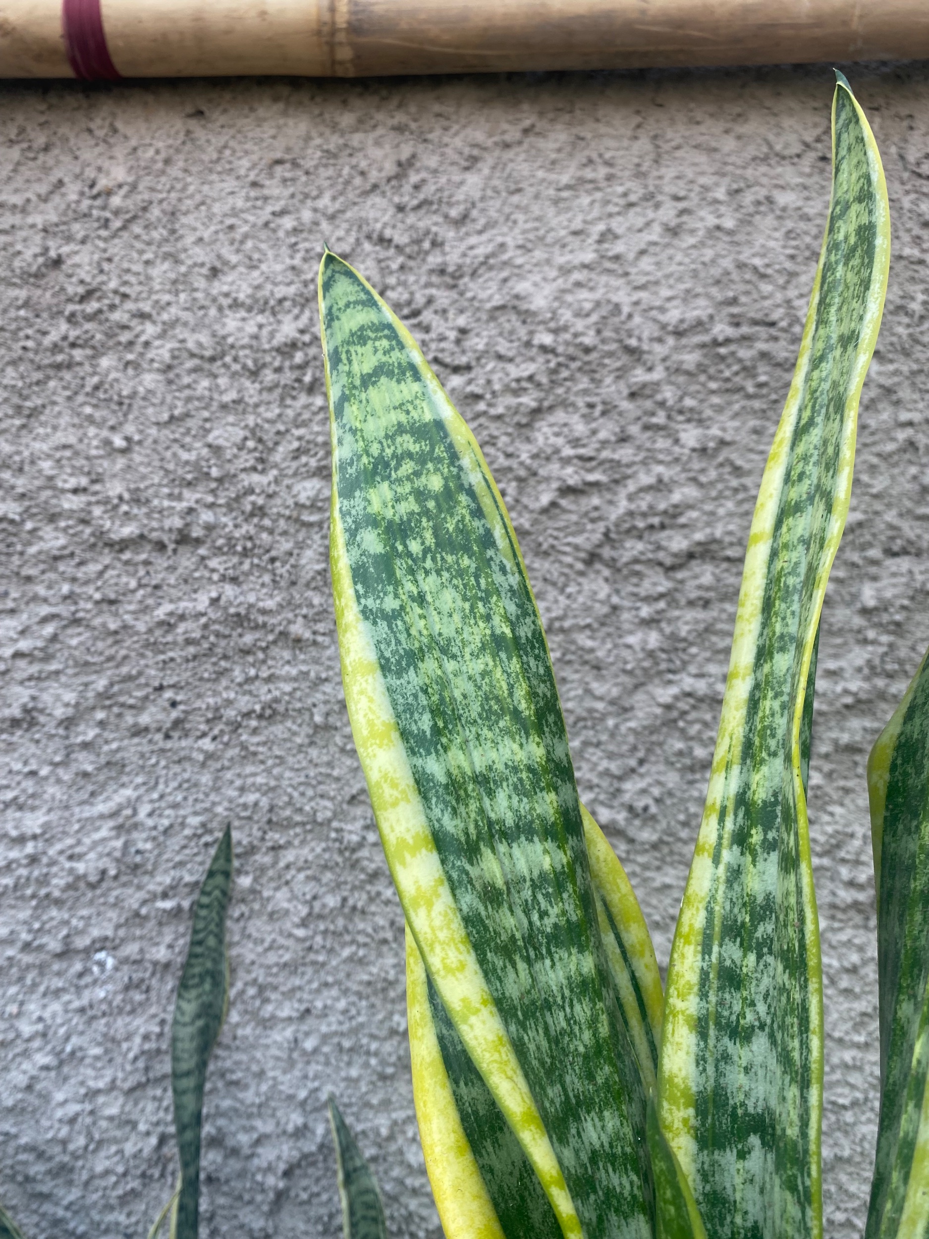 2424. Sansevieria Tiger Vein Twister Mutation - Image 8