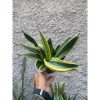 2426. Sansevieria Twister Black