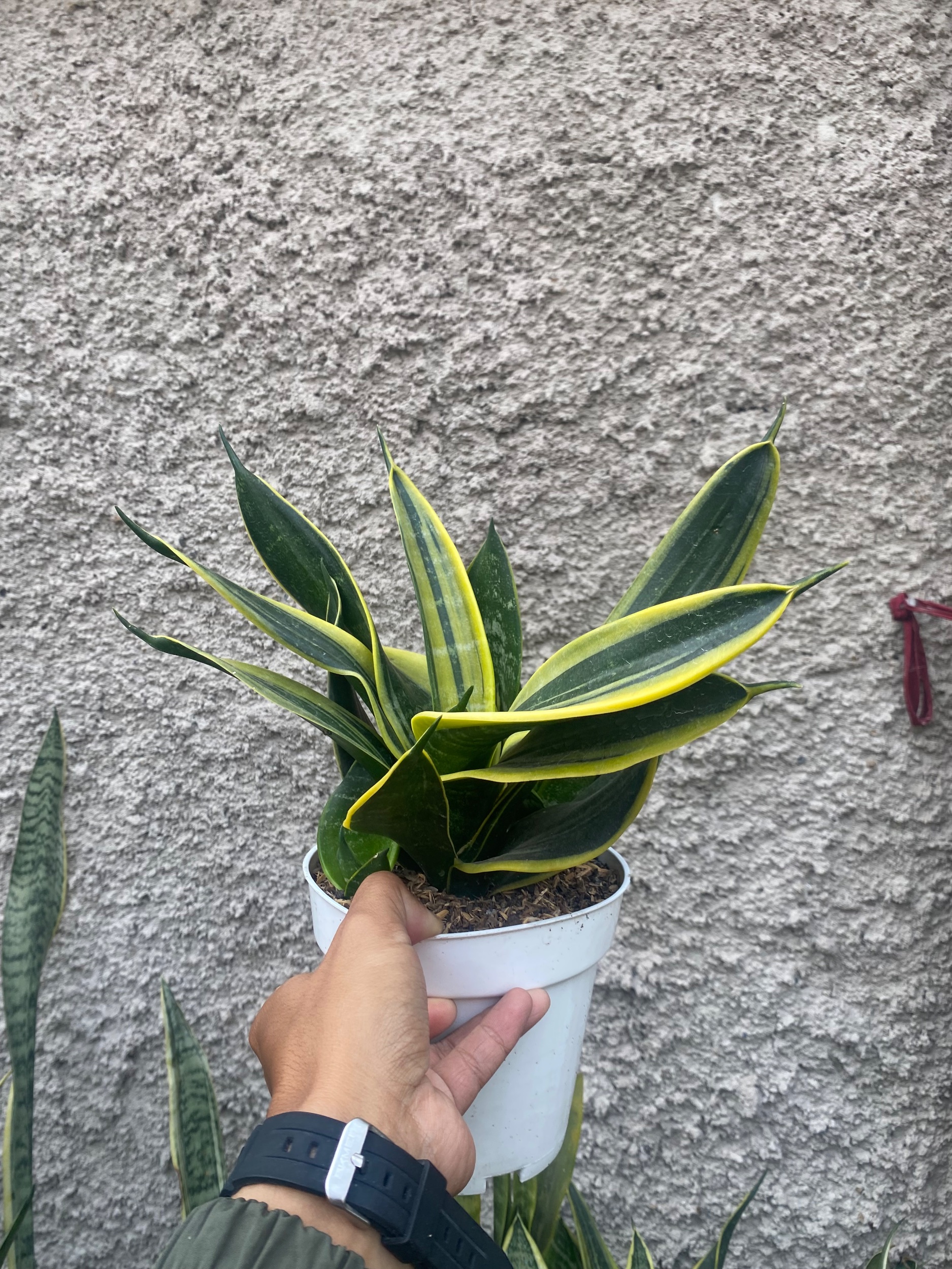 2426. Sansevieria Twister Black - Image 2