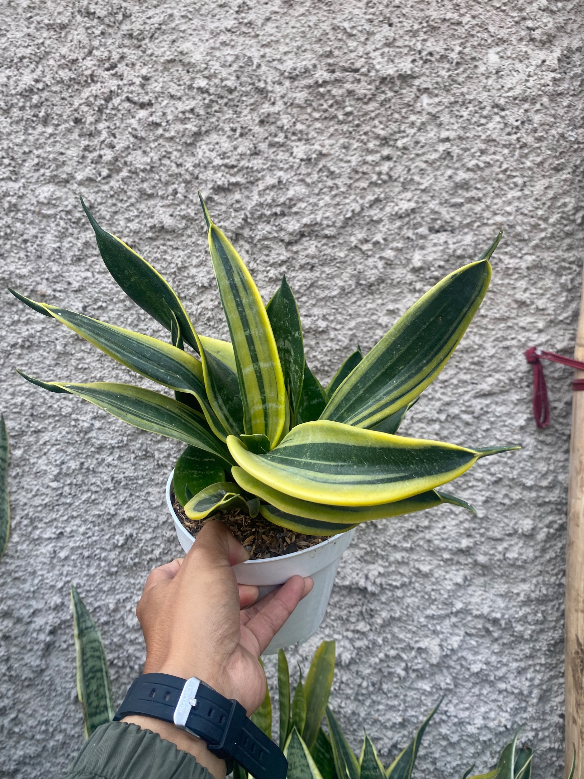 2426. Sansevieria Twister Black - Image 3