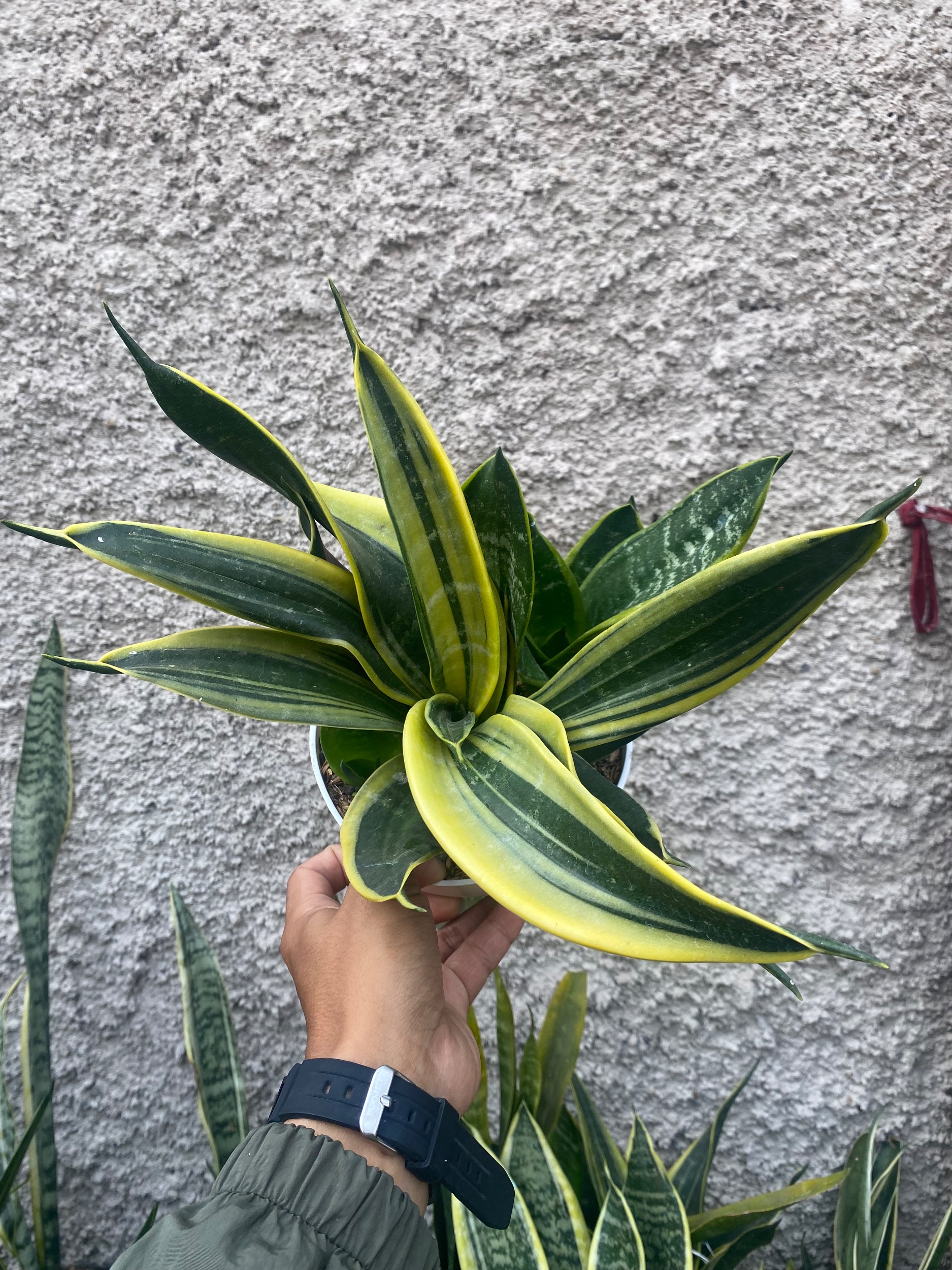2426. Sansevieria Twister Black - Image 4