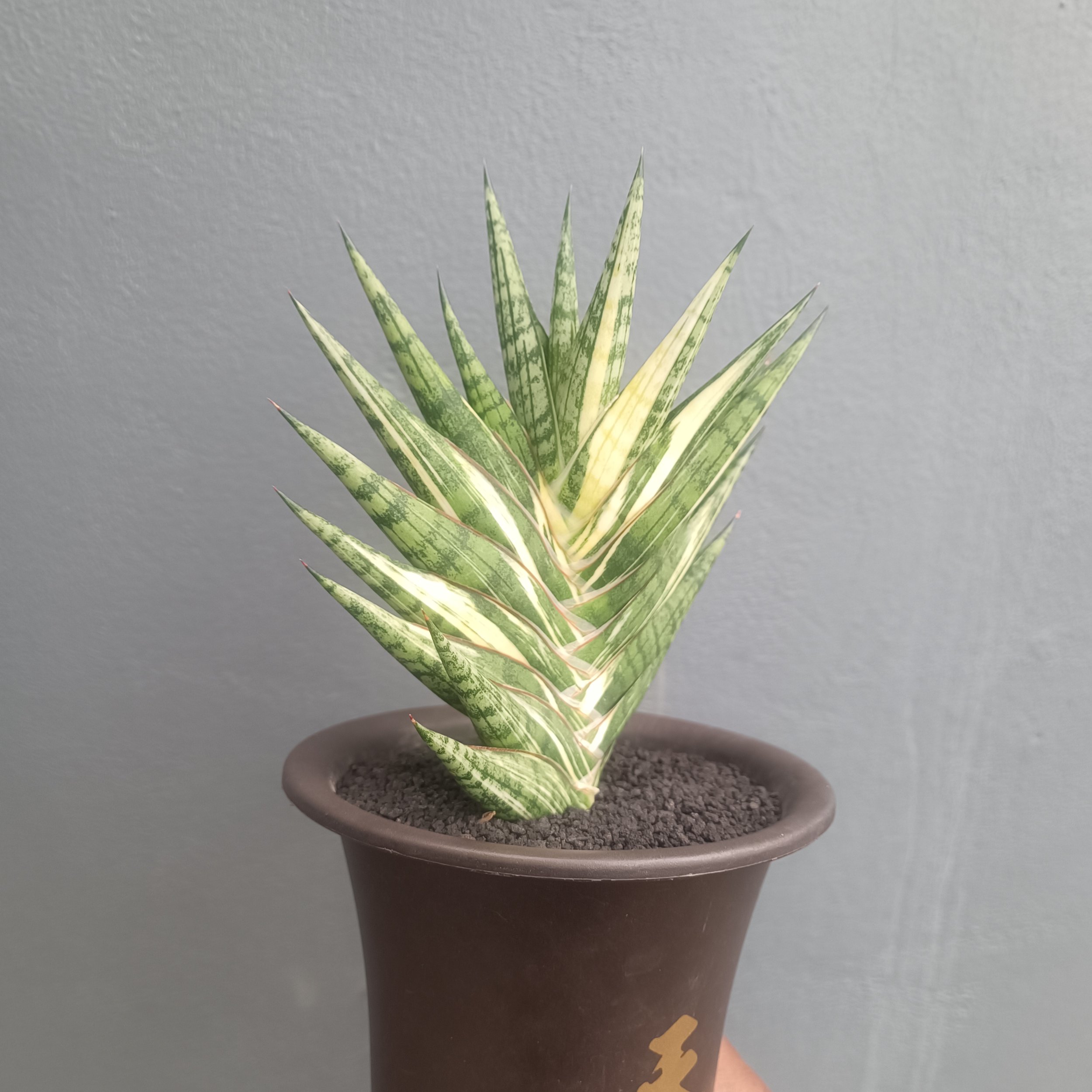 2412. Sansevieria Zenhit Star - Image 4