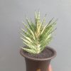 2412. Sansevieria Zenhit Star