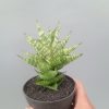 2413. Sansevieria Zenhit Star size 12 cm