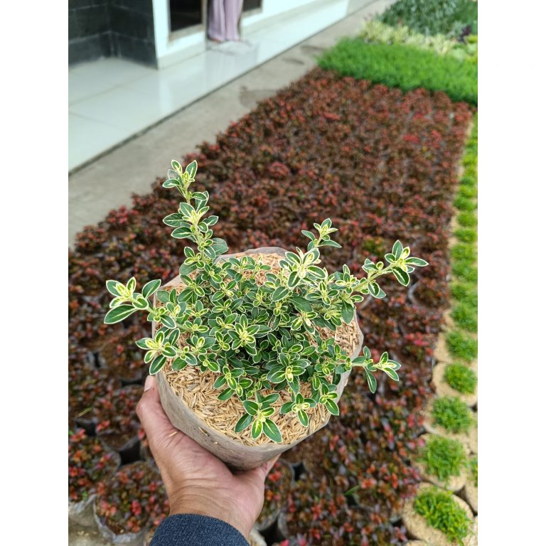 2374. Serissa Foetida Variegated 10pcs