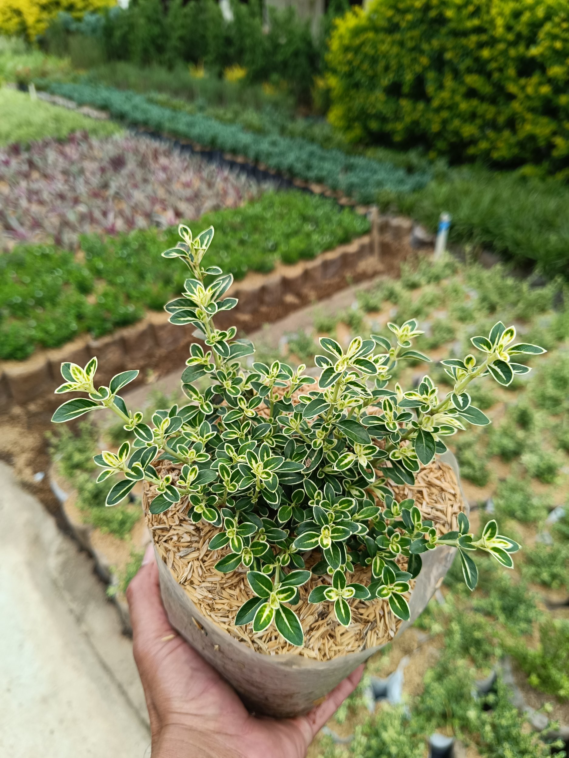 2374. Serissa Foetida Variegated 10pcs - Image 2