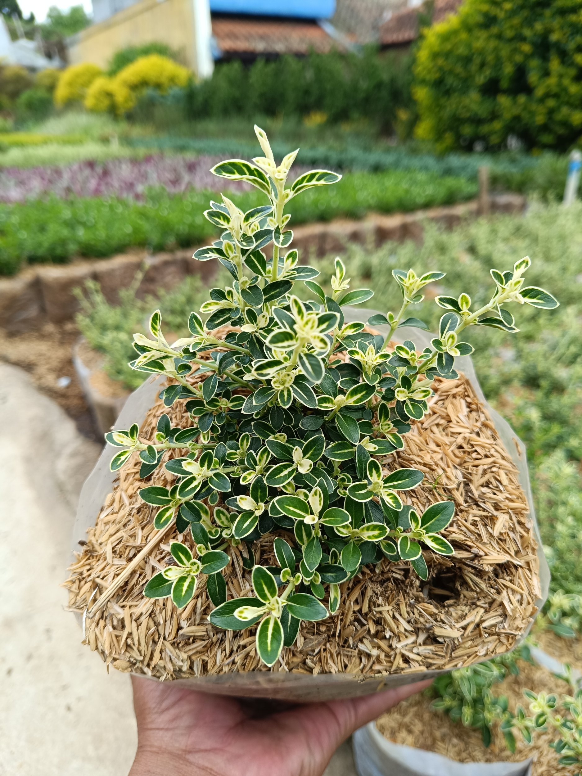 2374. Serissa Foetida Variegated 10pcs - Image 3