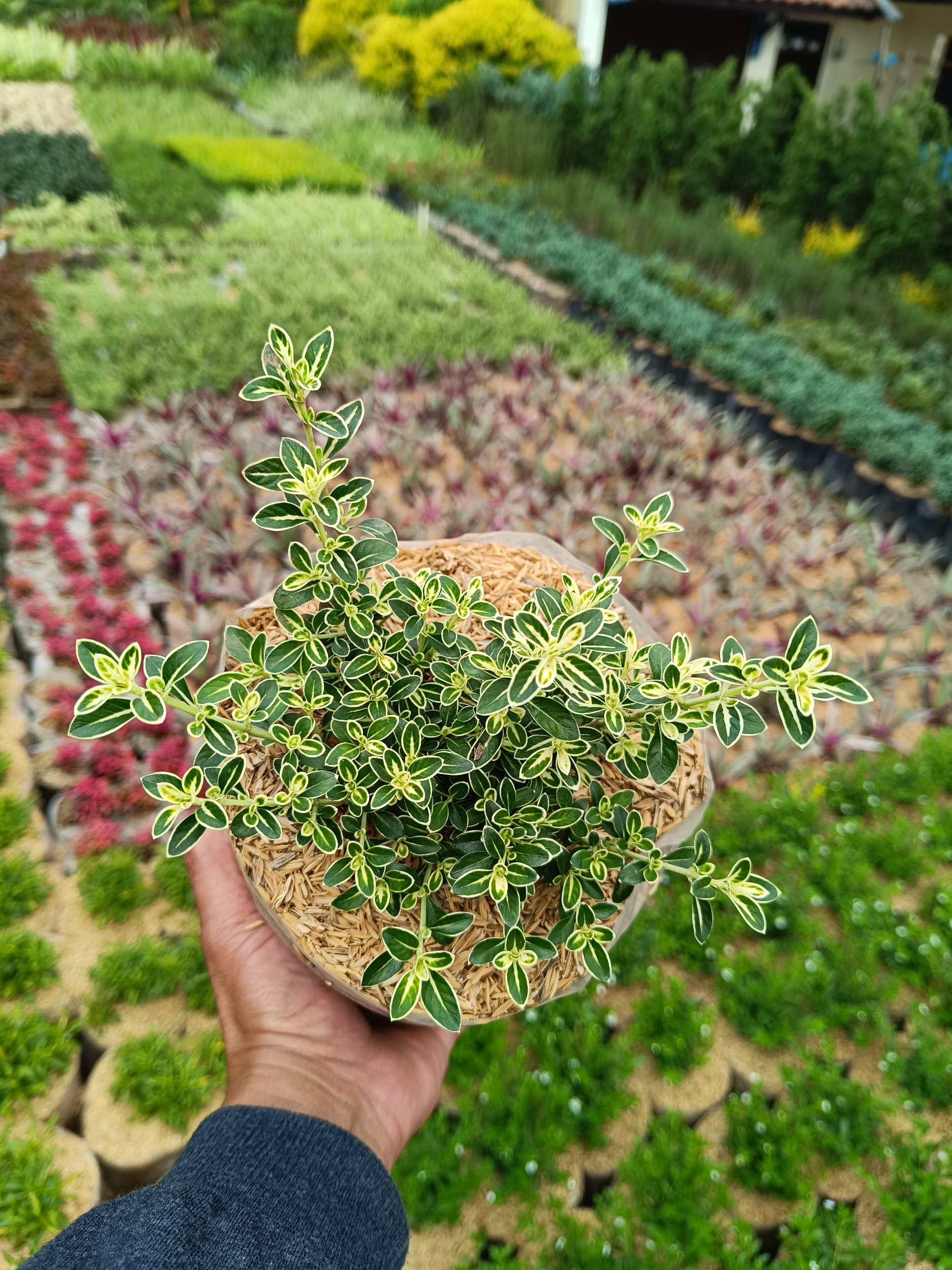 2374. Serissa Foetida Variegated 10pcs - Image 4