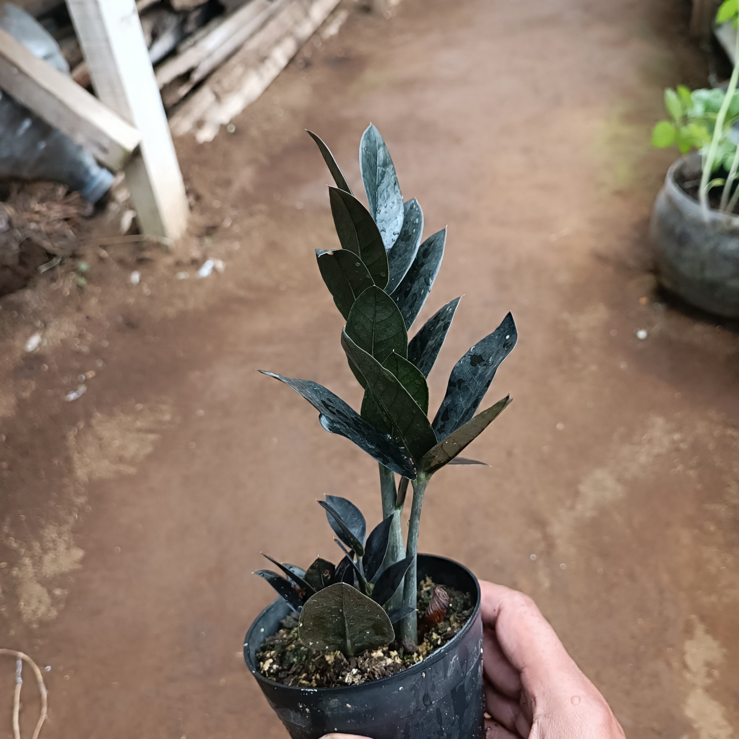 2447. Zamioculcas Zamiifolia Black - Image 2