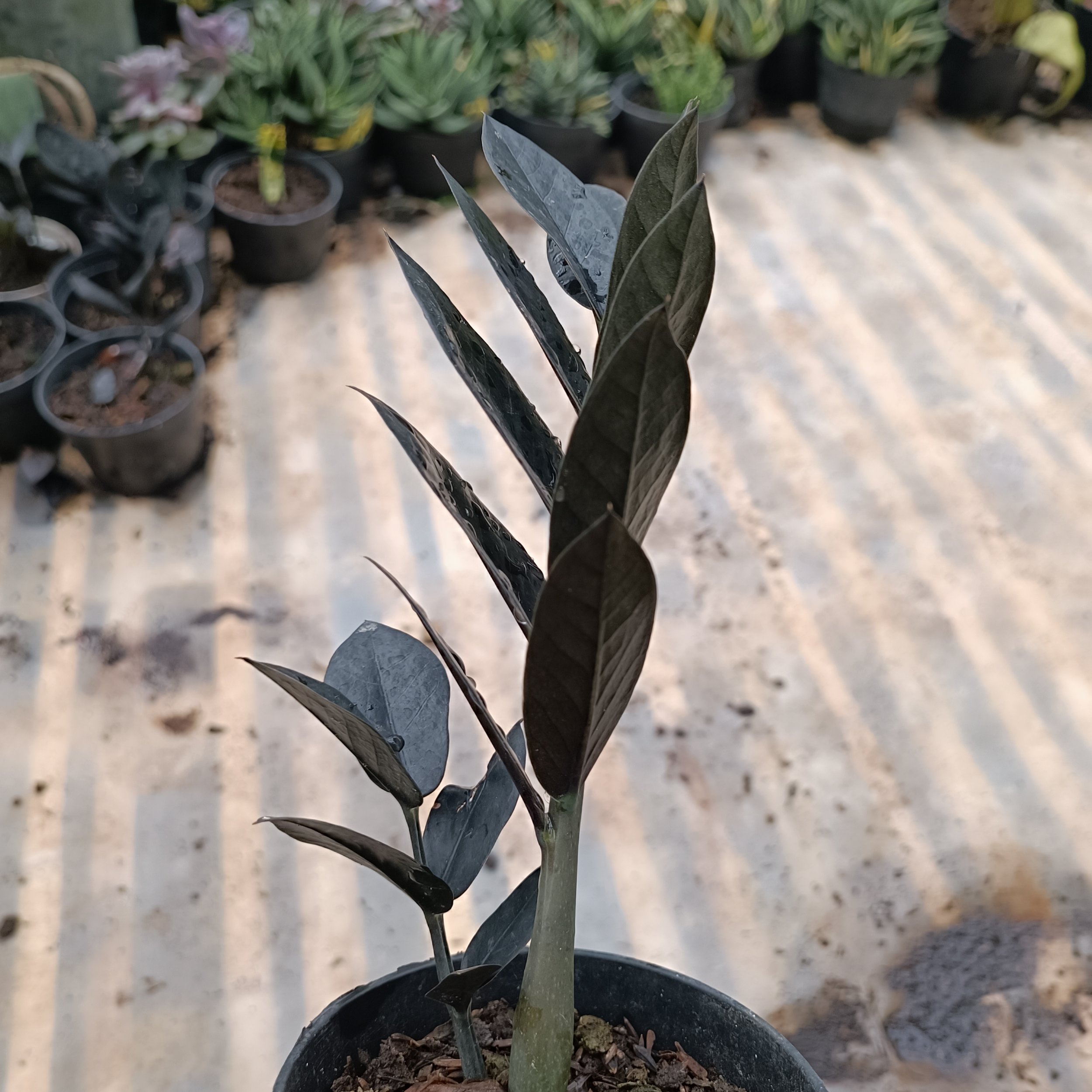 2447. Zamioculcas Zamiifolia Black - Image 10