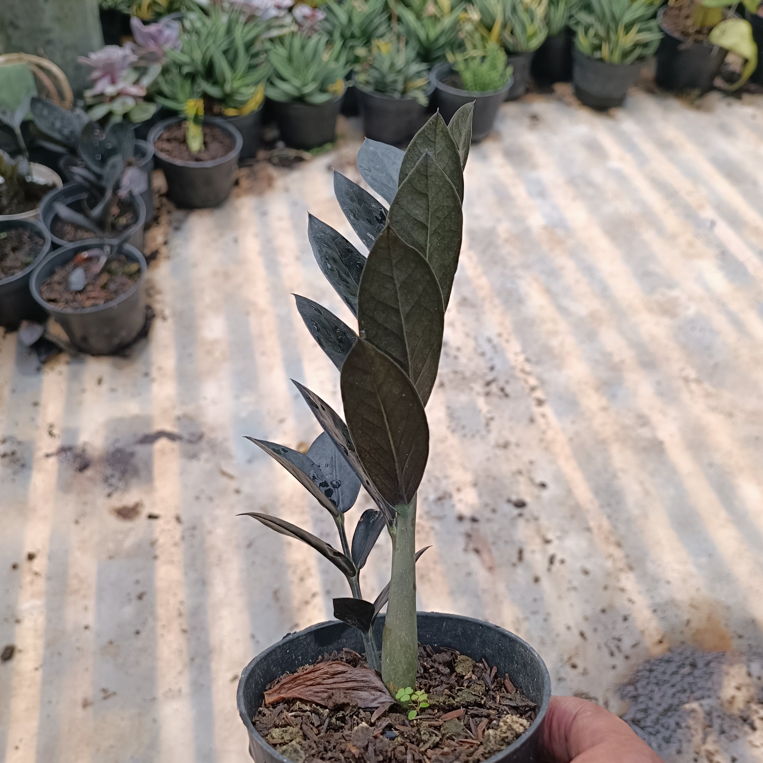 2447. Zamioculcas Zamiifolia Black - Image 11
