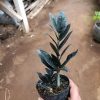 2447. Zamioculcas Zamiifolia Black