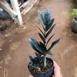 2447. Zamioculcas Zamiifolia Black