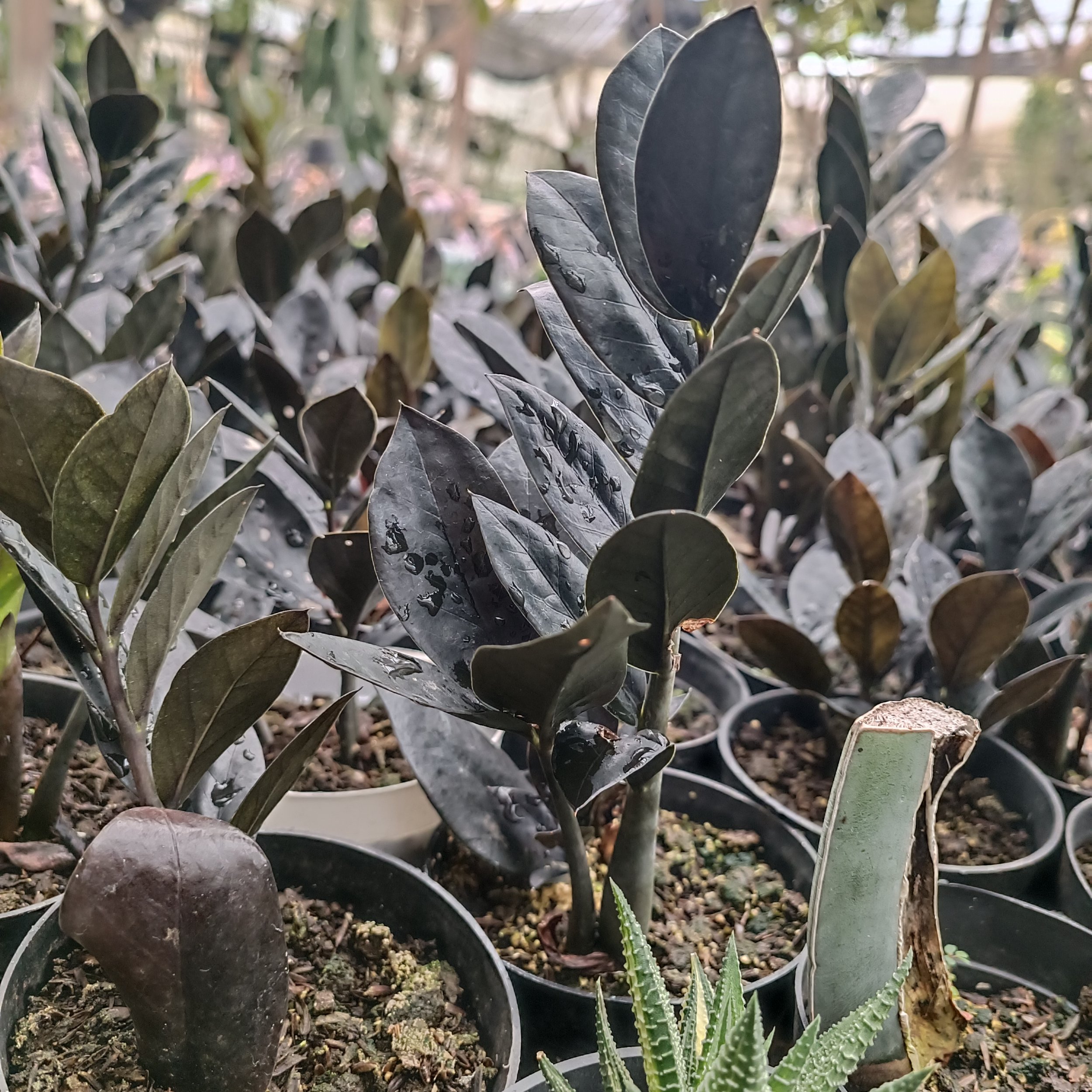 2447. Zamioculcas Zamiifolia Black - Image 3