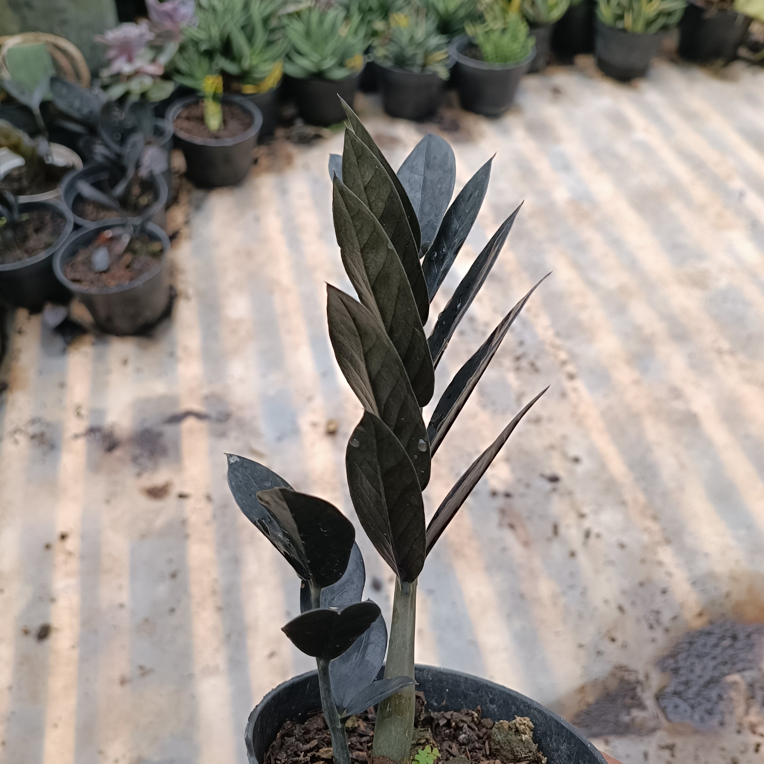2447. Zamioculcas Zamiifolia Black - Image 5