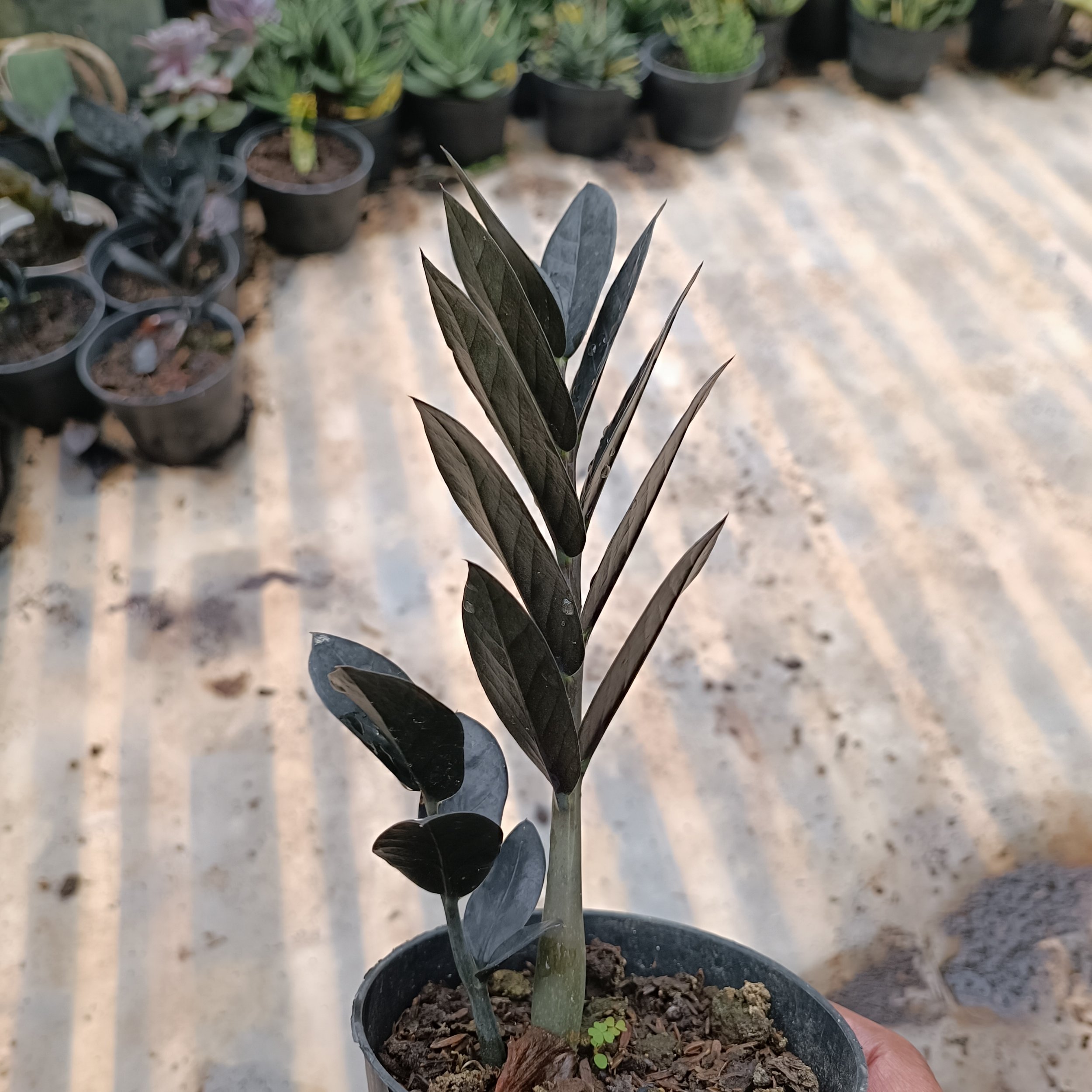 2447. Zamioculcas Zamiifolia Black - Image 6