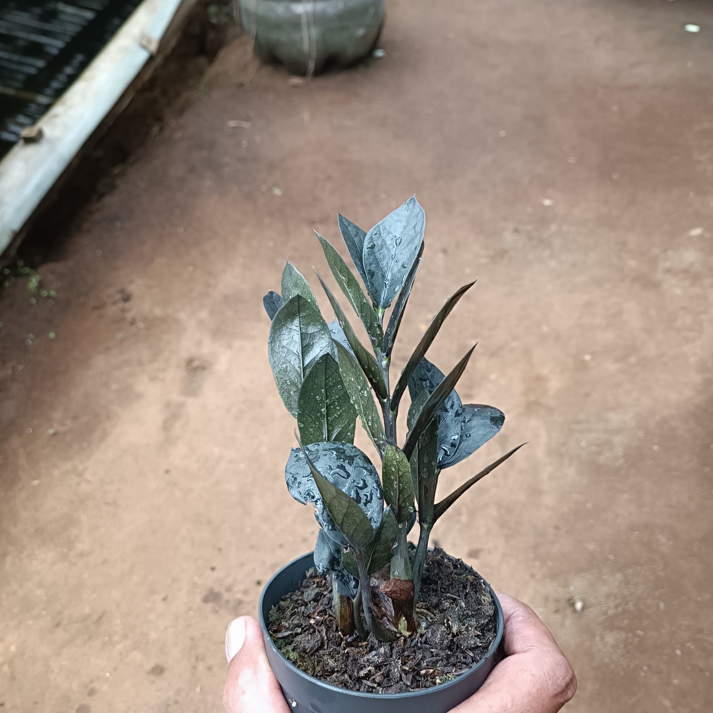 2447. Zamioculcas Zamiifolia Black - Image 7