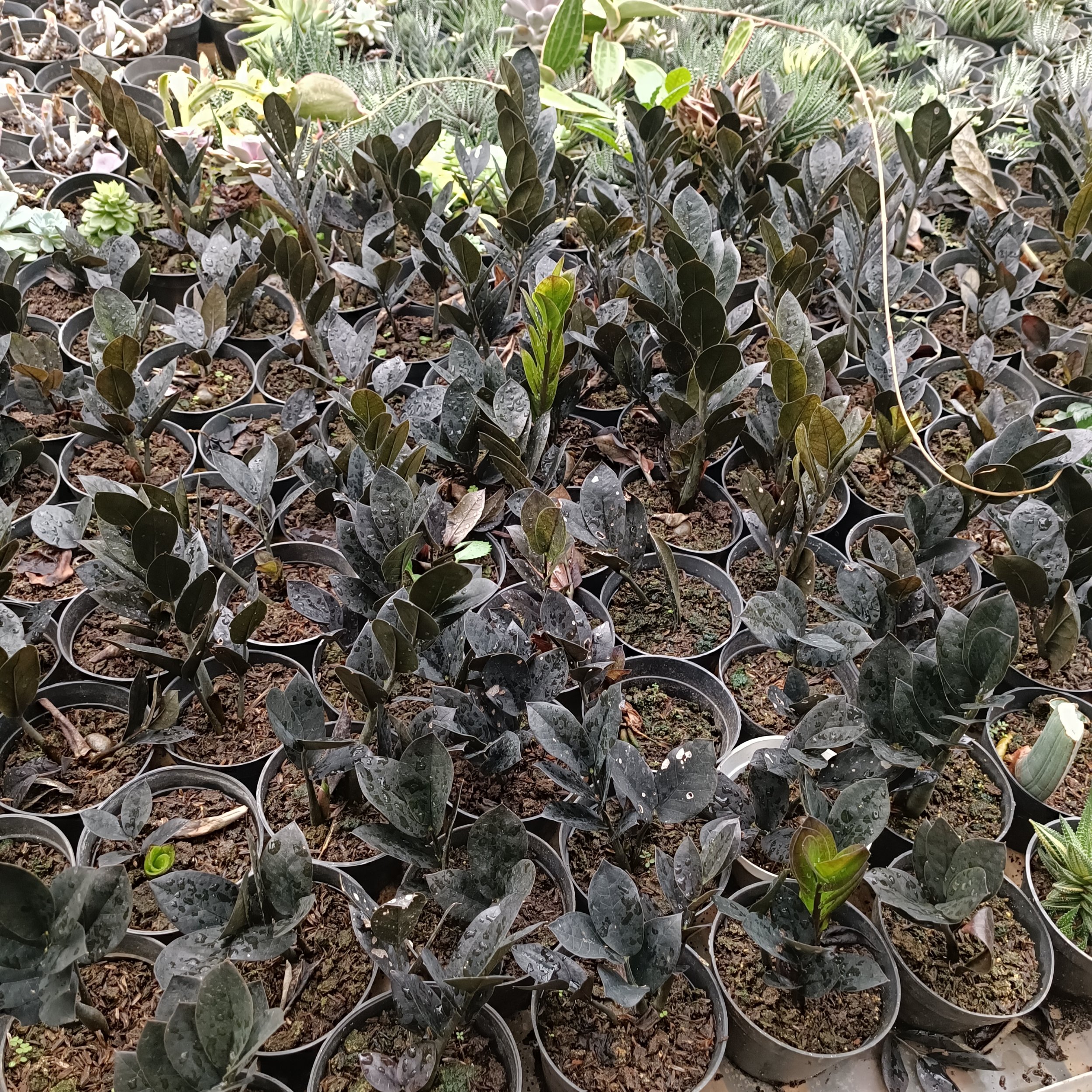 2447. Zamioculcas Zamiifolia Black - Image 8