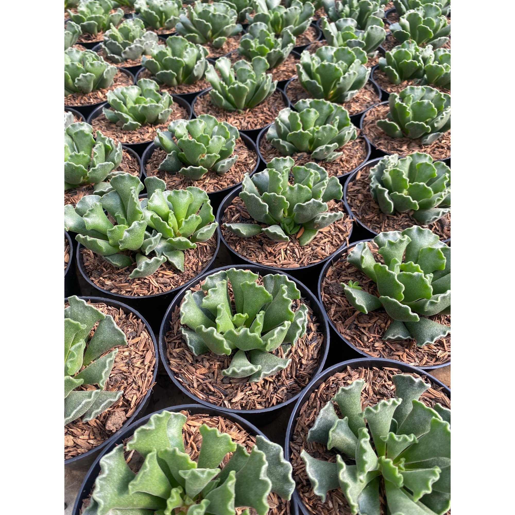 2453. Adromischus Poellnitzianus 100pcs