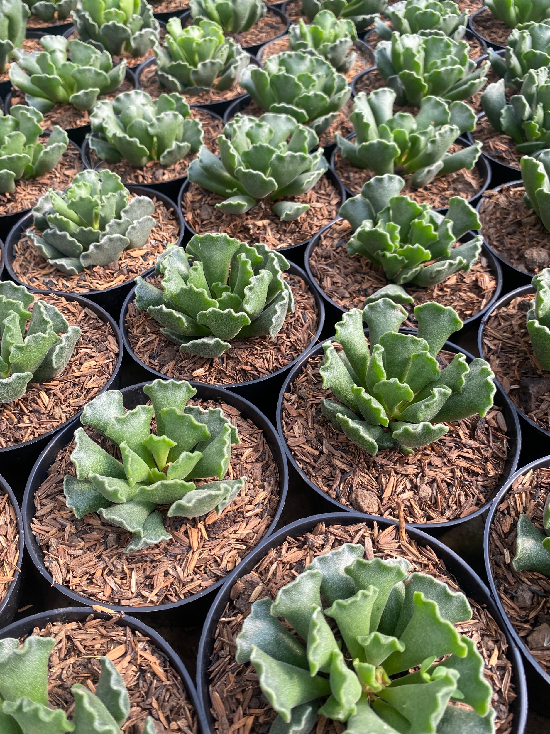 2453. Adromischus Poellnitzianus 100pcs - Image 2