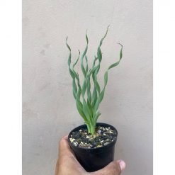 2458. Albuca Concordiana