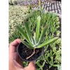 2455. Cotyledon Campanulata
