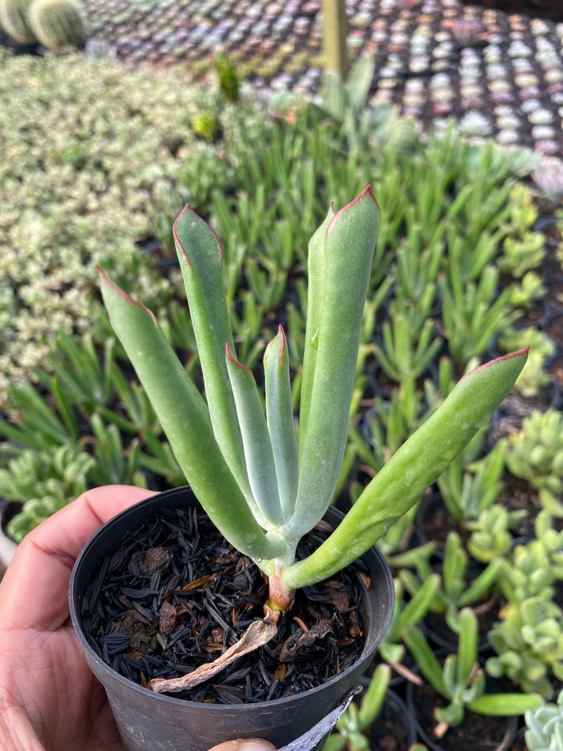 2455. Cotyledon Campanulata - Image 2