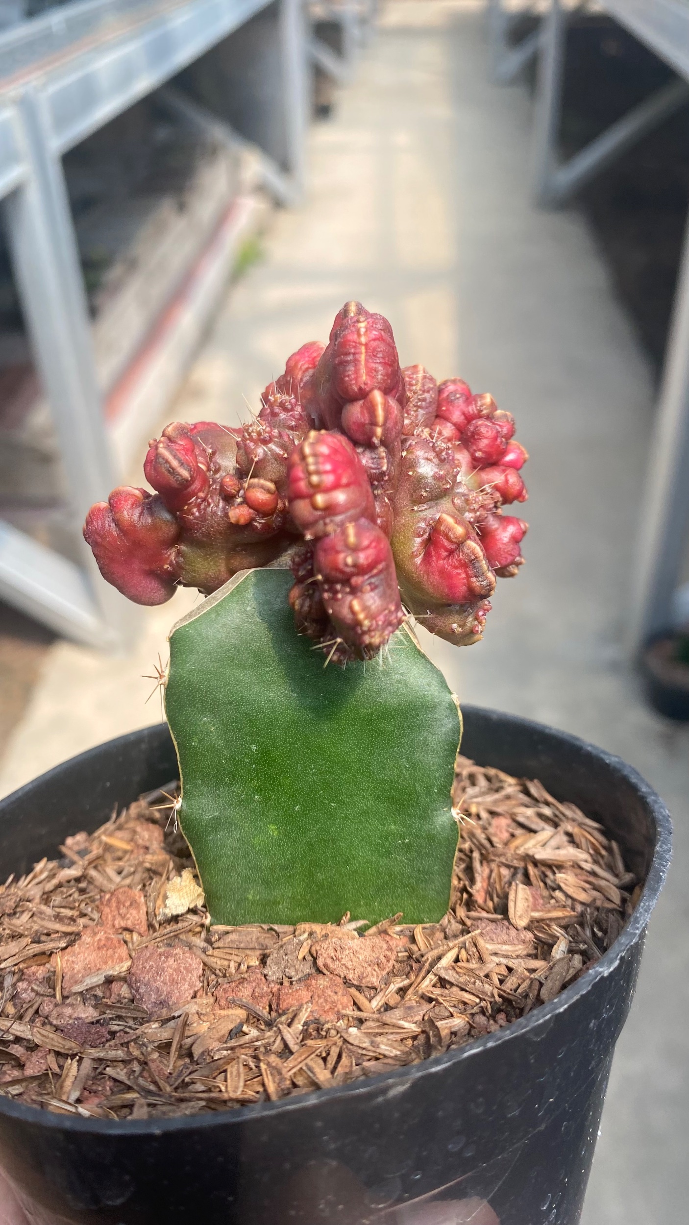 2456. Echinopsis Cv. 'chocolate' - Image 2