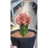 2456. Echinopsis Cv. 'chocolate'
