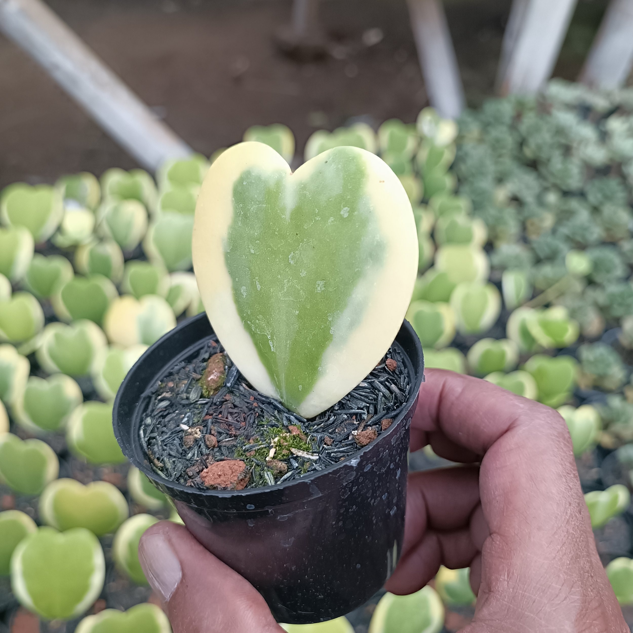 2459. Hoya Heart Keri Varigated - Image 2