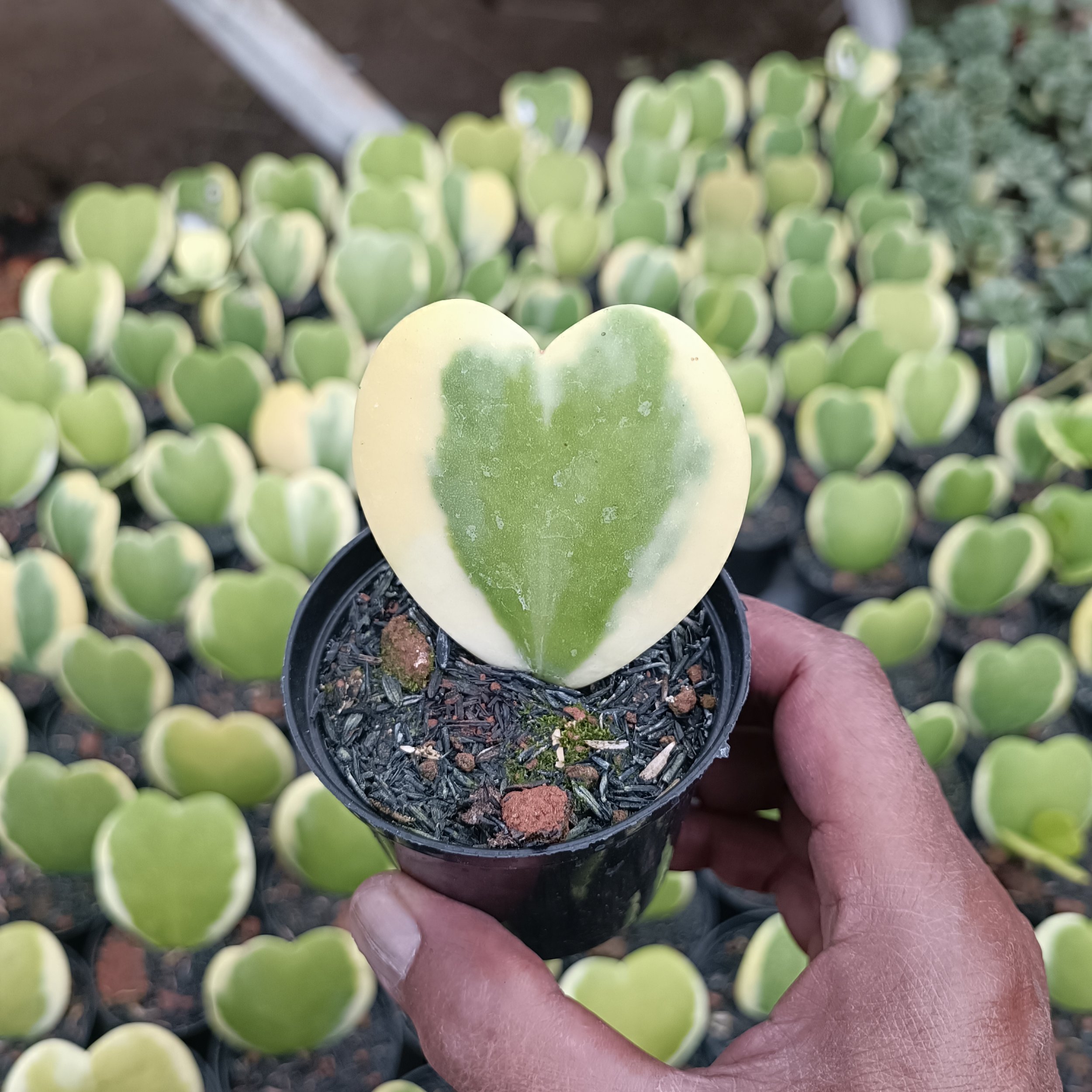 2459. Hoya Heart Keri Varigated - Image 3